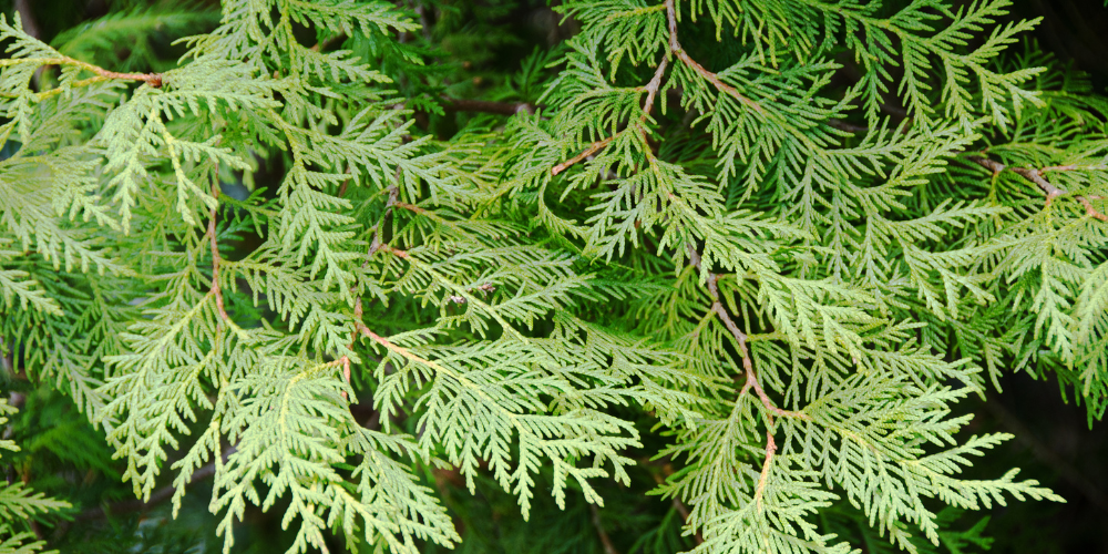 Ceder Tree Rash Combating Cedar Fever: Your Guide to Winter Allergy Relief – Texas ENT ...